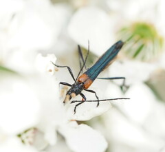 Oroderes humeralis
