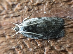 Phaeosaces compsotypa