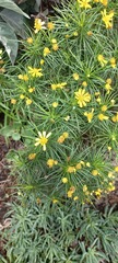 Euryops brevipapposus