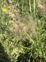 Tragopogon eriospermus