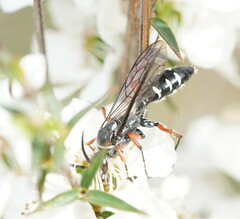 Diamma bicolor
