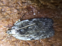 Phaeosaces compsotypa