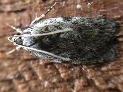 Phaeosaces compsotypa
