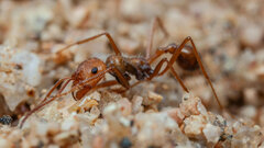 Ocymyrmex