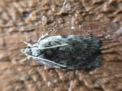 Phaeosaces compsotypa