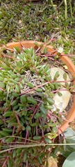 Delosperma subpetiolatum