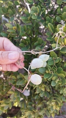 Cissampelos capensis