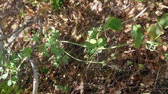 Cissampelos capensis