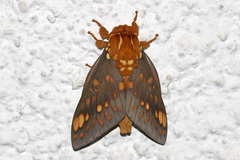 Citheronia