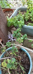 Plectranthus ernstii