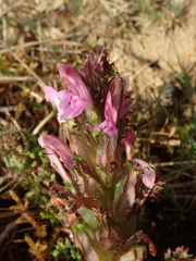 Pedicularis sylvatica