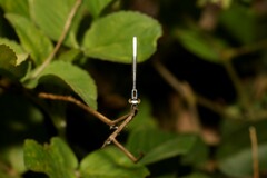 Agriocnemis argentea