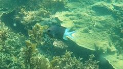 Acanthochromis polyacanthus