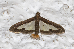 Diaphania
