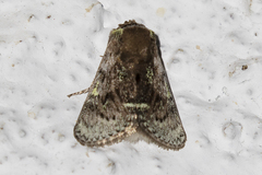 Brachycodilla carmen
