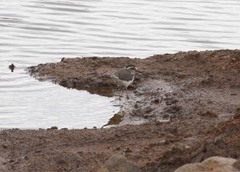 Charadrius tricollaris