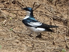 Tachycineta albiventer