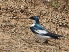 Tachycineta albiventer