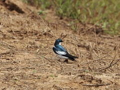 Tachycineta albiventer