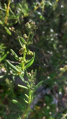 Tetragonia fruticosa