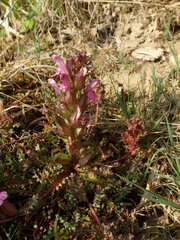 Pedicularis sylvatica