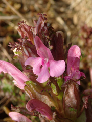 Pedicularis sylvatica