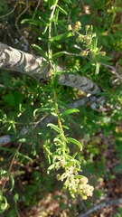 Tetragonia fruticosa