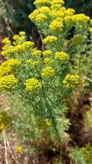 Oncosiphon suffruticosus