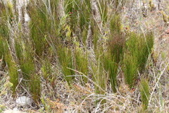 Elegia microcarpa
