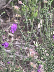 Prostanthera