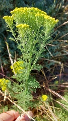 Oncosiphon suffruticosus