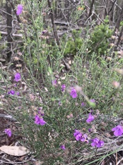 Prostanthera