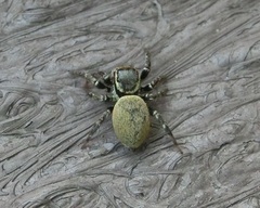 Carrhotus xanthogramma