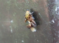 Carrhotus xanthogramma