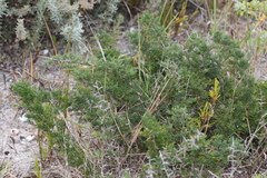 Asparagus mariae