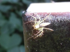 Oxyopes macilentus