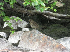 Luscinia svecica svecica