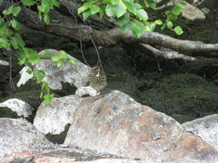 Luscinia svecica svecica