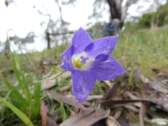 Wahlenbergia stricta