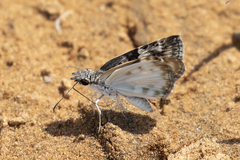 Chiomara