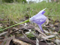 Wahlenbergia stricta