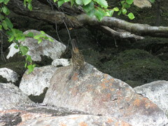 Luscinia svecica svecica