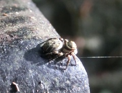 Carrhotus sannio