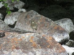 Luscinia svecica svecica