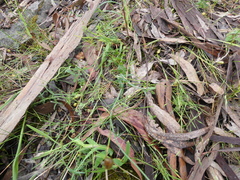 Wahlenbergia stricta