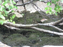 Luscinia svecica svecica