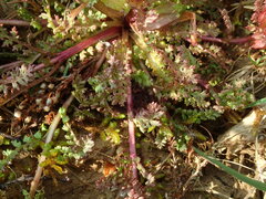 Pedicularis sylvatica