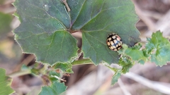 Cheilomenes sulphurea