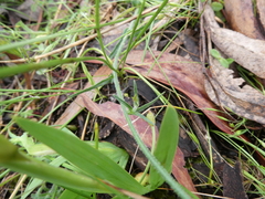 Wahlenbergia stricta