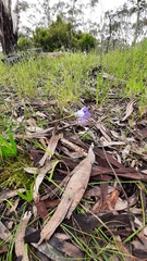 Wahlenbergia stricta